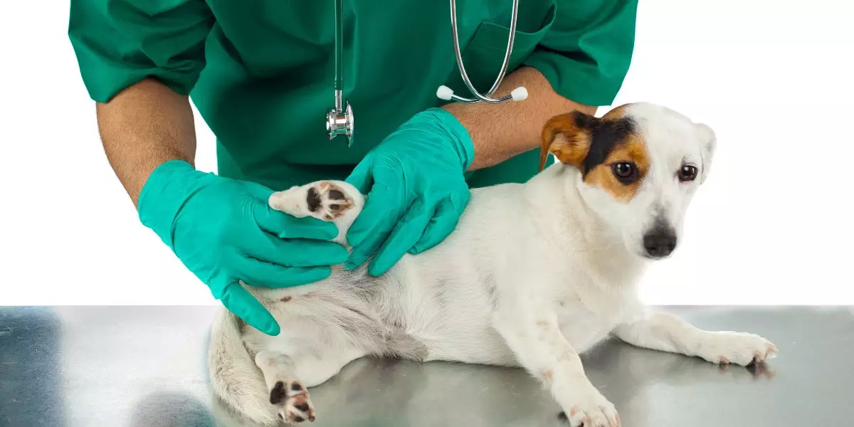 soigner l'arthrose du chien
