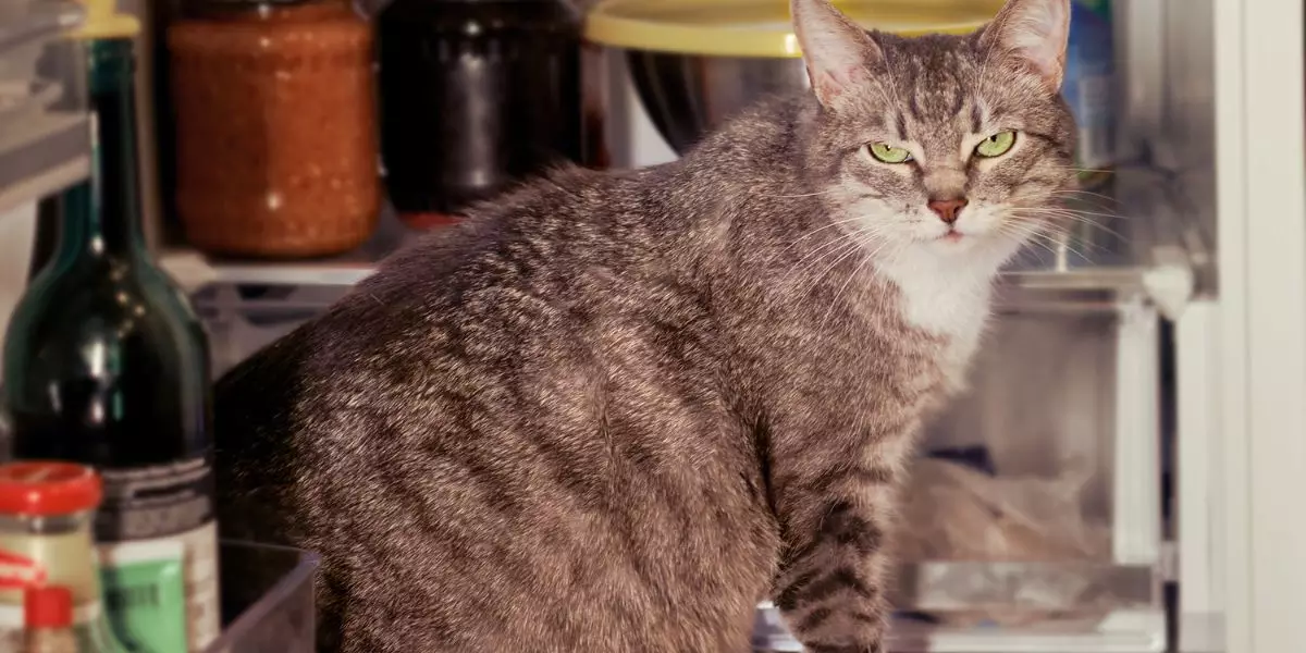 You are currently viewing Ces aliments du quotidien qui sont toxiques pour les chats