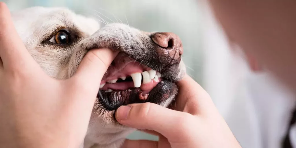 Lire la suite à propos de l’article Comment enlever le tartre d’un chien naturellement ?