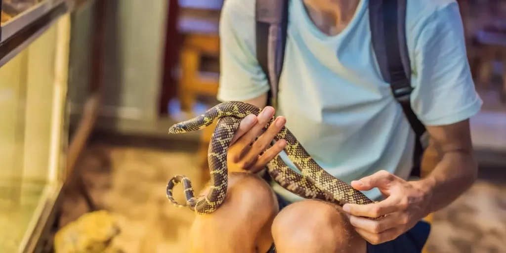 Lire la suite à propos de l’article Découvrez les nouveaux animaux de compagnies (NAC)