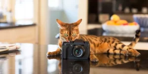Lire la suite à propos de l’article Installer une caméra pour surveiller son animal de compagnie