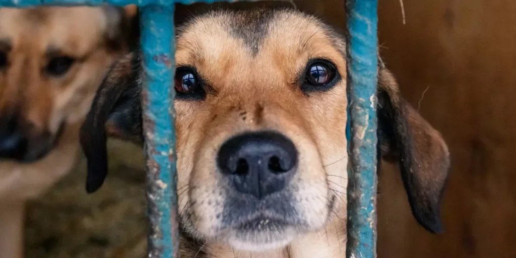 Lire la suite à propos de l’article Je ne peux plus garder mon chien : Comment faire ?