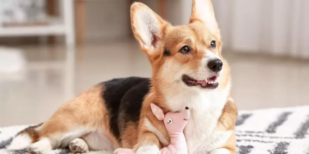 Lire la suite à propos de l’article Levure de bière pour la santé de votre chien