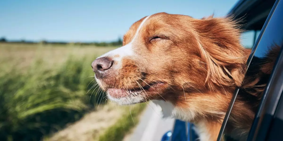 You are currently viewing Partir en vacances avec son chien: nos conseils pour un séjour au top