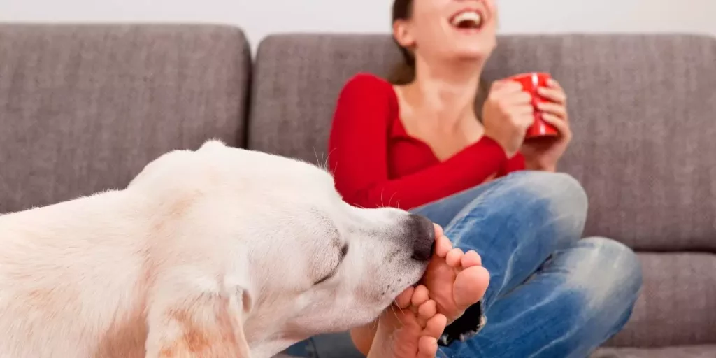 Lire la suite à propos de l’article Pourquoi mon chien me lèche les pieds ?