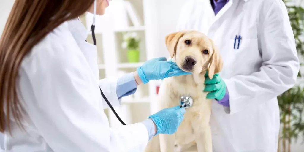 Lire la suite à propos de l’article Quelle profession exercer dans le monde animalier ?