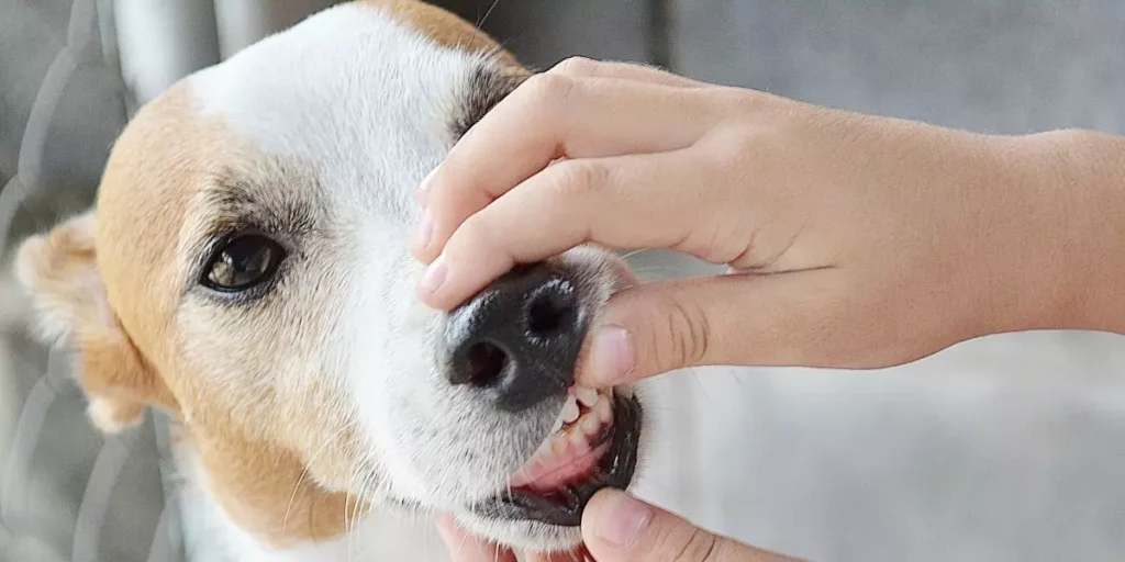 Lire la suite à propos de l’article Qu’est-ce que la stomatite ? Maladie buccale chez le chien.