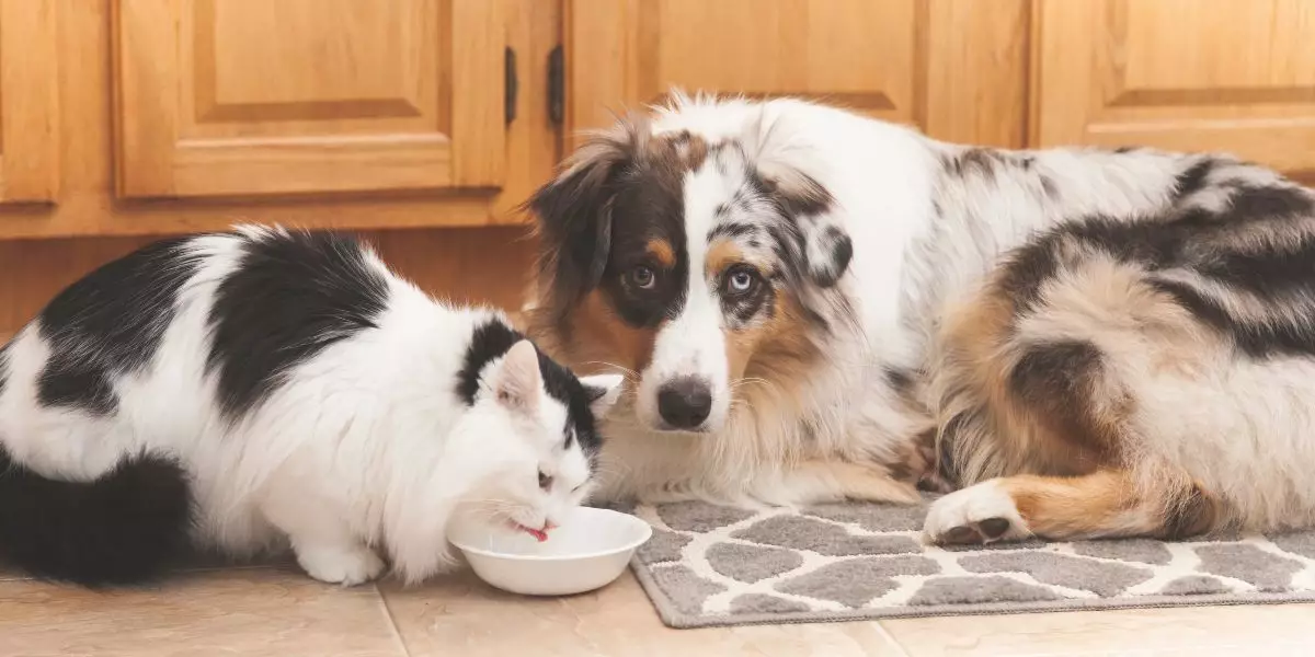You are currently viewing Troubles digestifs du chien et du chat : causes et solutions