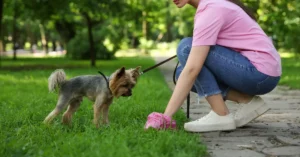 Lire la suite à propos de l’article L’apprentissage de la propreté de votre chiot en douceur en respectant la nature