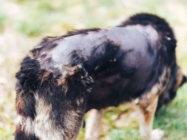 Photo d'un chien qui a perdu ses poils à cause d'une alopécie ou une pelade du chien