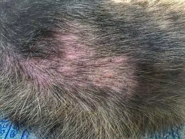 Photo d'un chien qui a de l'eczema sur le corps