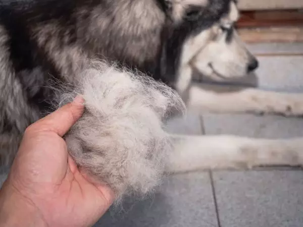 Photo d'un chien qui a perdu ses poils à cause de la mue saisonière