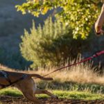 Comment choisir un harnais pour faire du canicross avec son chien