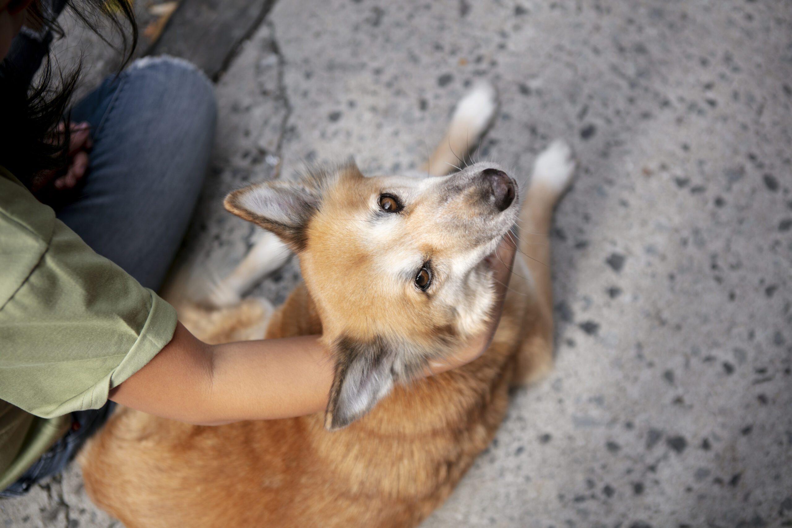 You are currently viewing Pourquoi mon chien tremble-t-il souvent ?