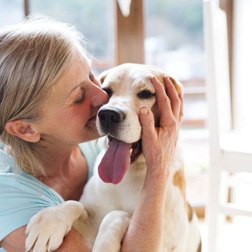 You are currently viewing Compléments Alimentaires pour la Digestion des Chiens Seniors